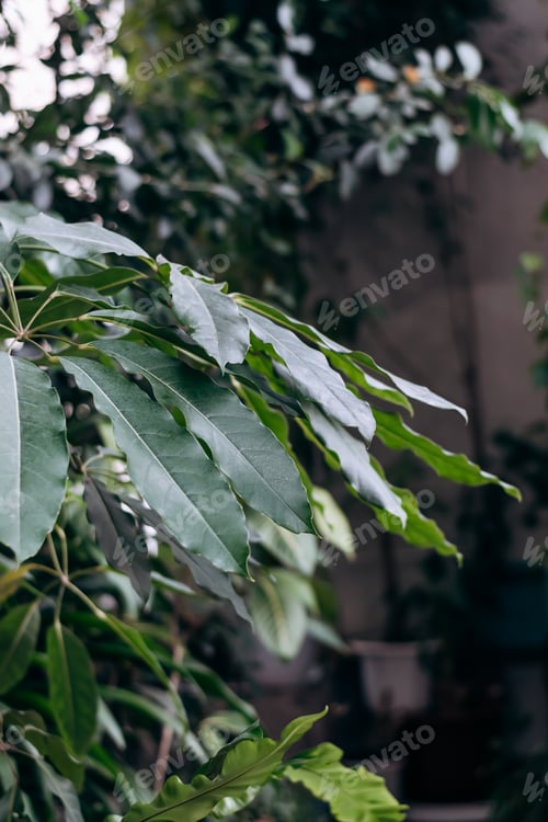 Preview: Schefflera close-up on the background of indoor plants.Home gardening.Houseplants and urban jungle.