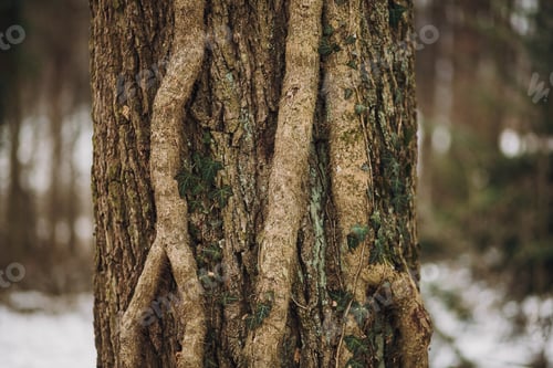 Preview: Beautiful tree bark with ivy leaves