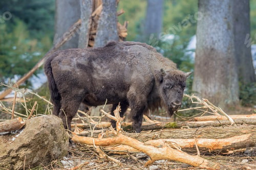 Preview: Wisent foraging in the forest
