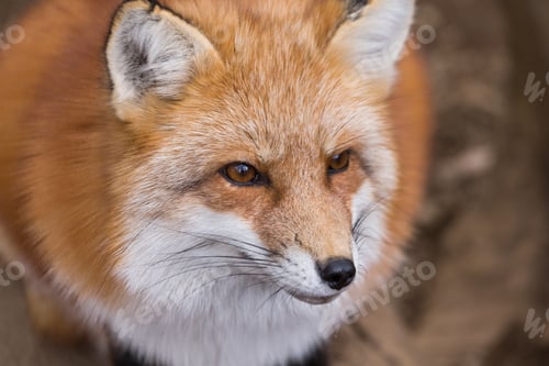 Preview: Adorable fox