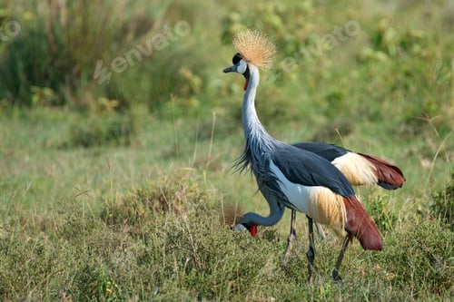 Preview: Grey crowned crane