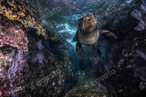 Preview: Sea lions playing close to rocks