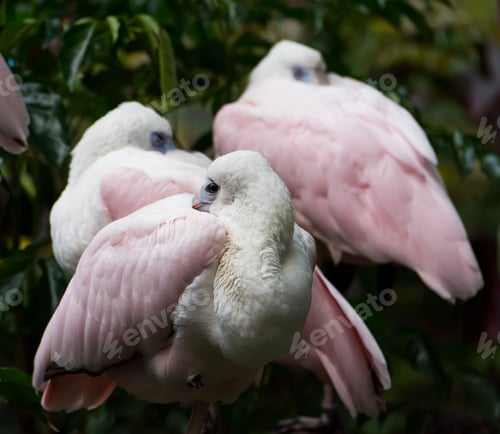 Preview: Roseate Spoonbill Stay On Tree