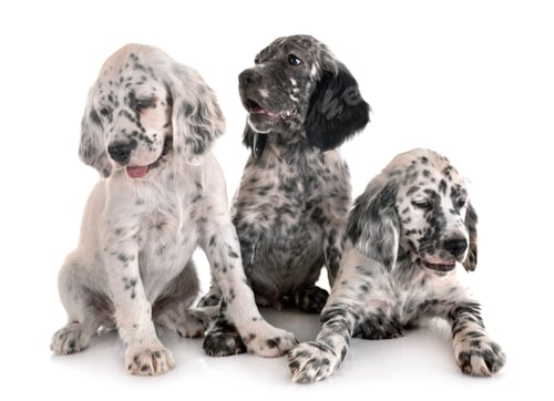 Preview: puppy english setter