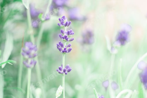 Preview: Purple lavender in a garden