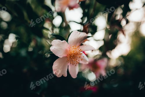 Preview: Closeup shot of beautiful cherry blossoms in a garden