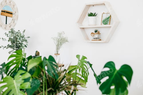 Preview: home gardening pots with monsters on the background of light walls and furniture, modern apartment