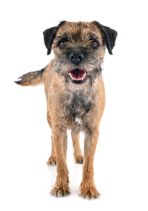 Preview: young border terrier