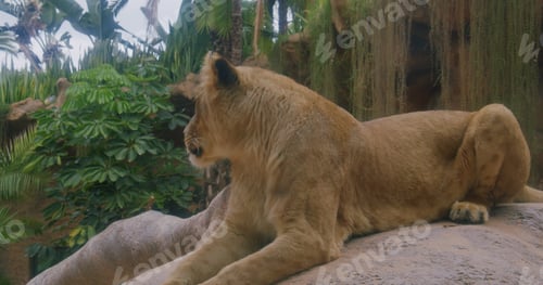 Preview: Lioness is a chief hunter. Large, powerfully built cat looks at camera. Mammal inhabit grassy plains