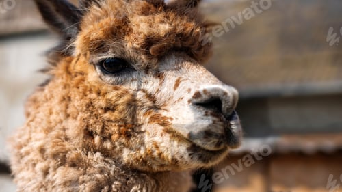 Preview: Lama with brown-orange fur at zoo