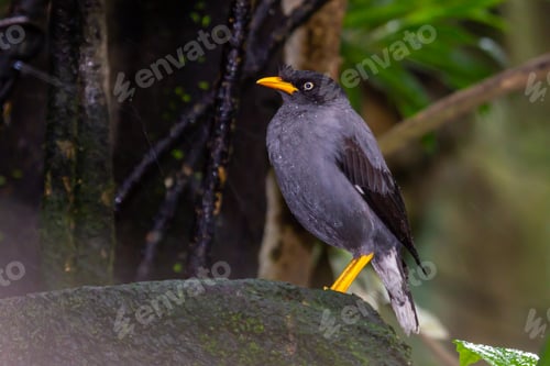 Preview: Black Feather Myna