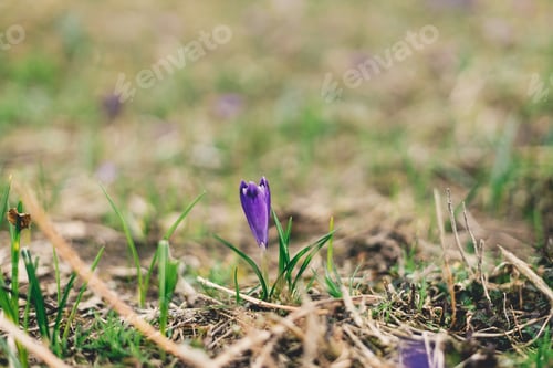 Preview: Beautiful crocuses blooming close up. Hello Spring. Wild purple Crocus heuffelianus