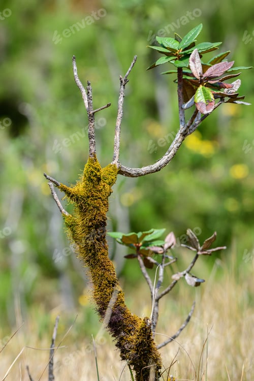 Preview: Azalea tree covered in moss at Horton plains national park.