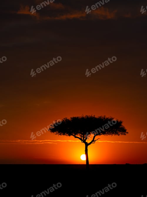 Preview: Silhouette of an Acacia Tree at Dusk
