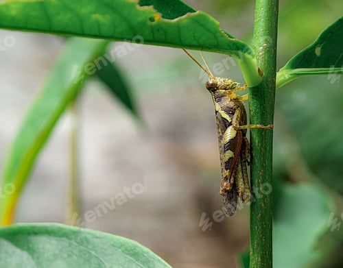 Preview: Closeup brown grasshopper on a green leaf
