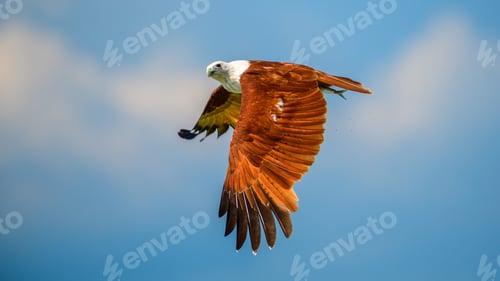 Preview: Brahminy Kite flies across the sky with striking rust-colored wings, clutching a fish in its talons