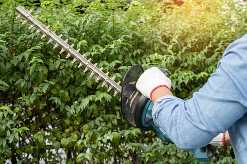 Preview: Gardener holding electric hedge trimmer to cut the treetop in garden.
