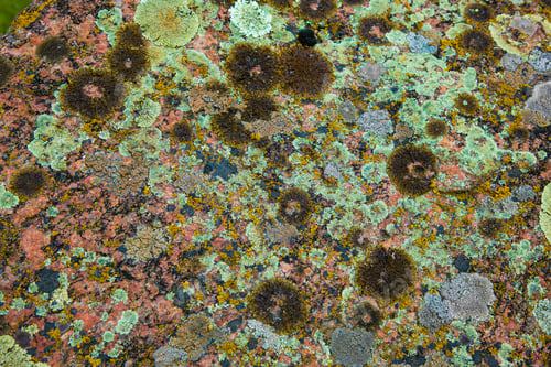 Preview: Multi-colored fragment fungus texture on the stones