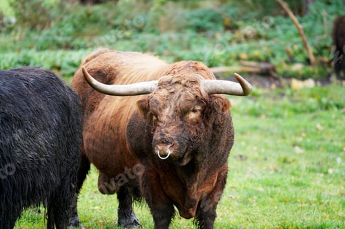 Preview: Closeup shot of Scottish highland bulls in the field