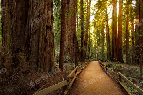Preview: Hiking trail in redwood forest