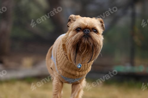 Preview: Adorable Brussels Griffon dog in a park