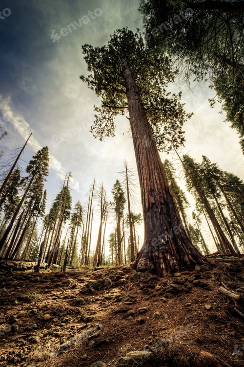 Preview: Giant Sequoia To The Sky, Mariposa Grove, Yosemite National Park, California