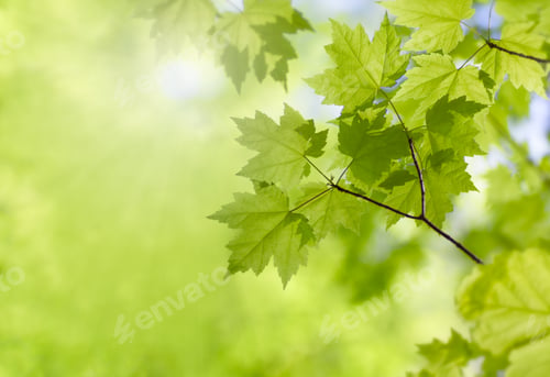 Preview: Fresh Maple Leaves