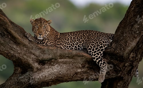 Preview: A Leopard in a Tree in Africa