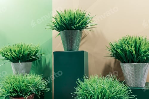 Preview: Indoor house plants on the podium in the interior in green tones. Home decor on a pedestal