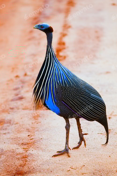 Vorschau: Das Geier-Perlhuhn. Safari in Tsavo West, Kenia, Afrika