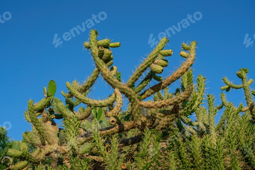Preview: Eve’s needle Cactus (Austrocylindropuntia subulata) - Olvera, Andalusia, Spain