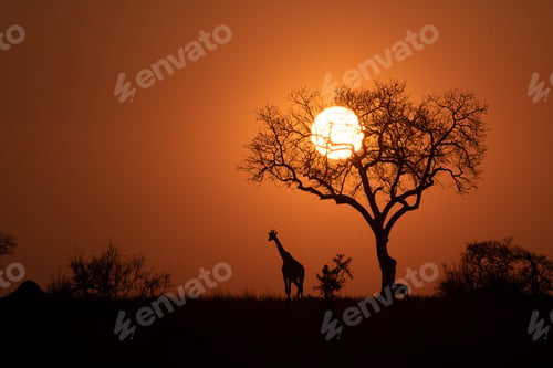 Preview: A silhouette of a giraffe, Giraffa camelopardalis giraffa, standing next to a tree at sunset