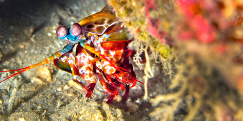 Preview: Mantis Shrimp, Peacock Mantis, Lembeh, North Sulawesi, Indonesia