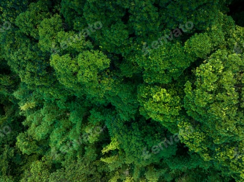 Preview: Aerial view tropical forest in summer