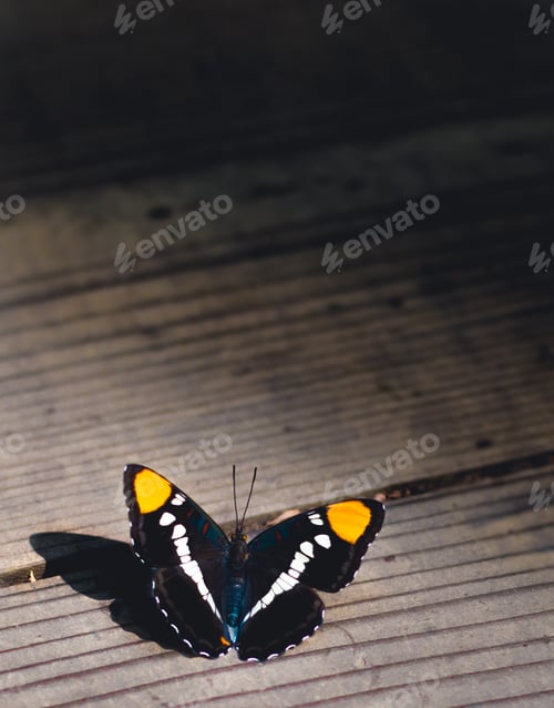 Preview: Wonderful butterfly on wood board
