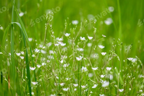 Preview: Green grass with little white flowers