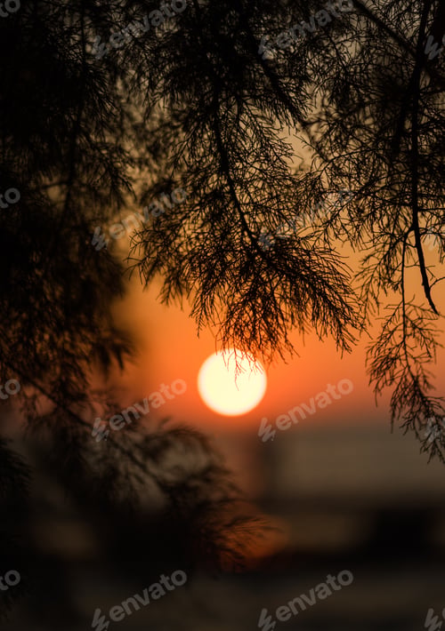 Preview: Tree branches with the beautiful view of the sunset reflecting in the sea in the background