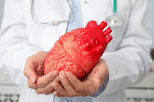 Preview: Doctor holding heart model, closeup. Cardiology concept