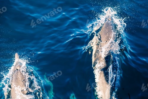 Preview: Dolphins Leaping in the Ocean Water