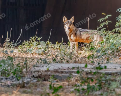 Preview: a coyote is standing alone near the edge of the forest