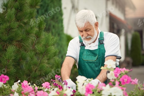 Preview: Senior gardener pruning flowers on backyard