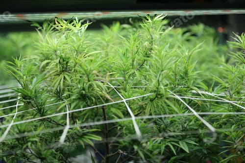 Preview: Cannabis leaves. Growing Medical marijuana cultivation. Alternative herbal medicine, Cannabis farm