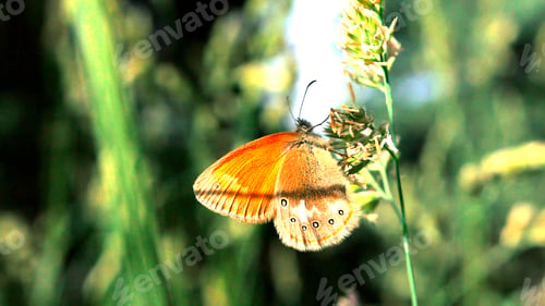Preview: Close up of an orange butterfly stay on fresh green branch leaf , peace of nature concept. Creative