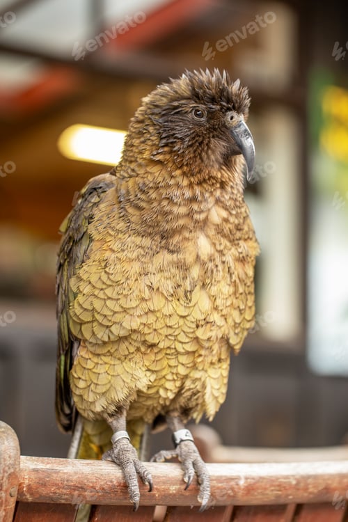 Preview: Colorful kea parrot posing in rainy landscape. Wild kea parrot in the Arthurs Pass, New Zealand.