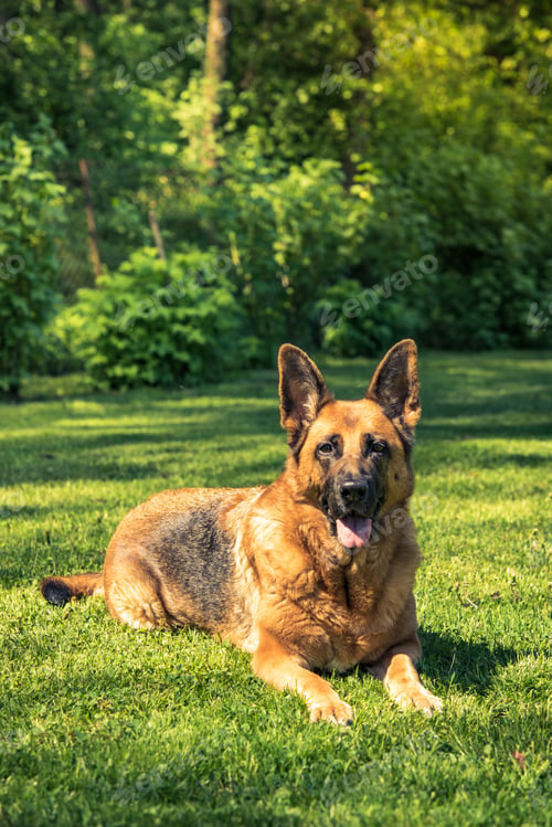 Preview: German shepherd dog laying down on grass