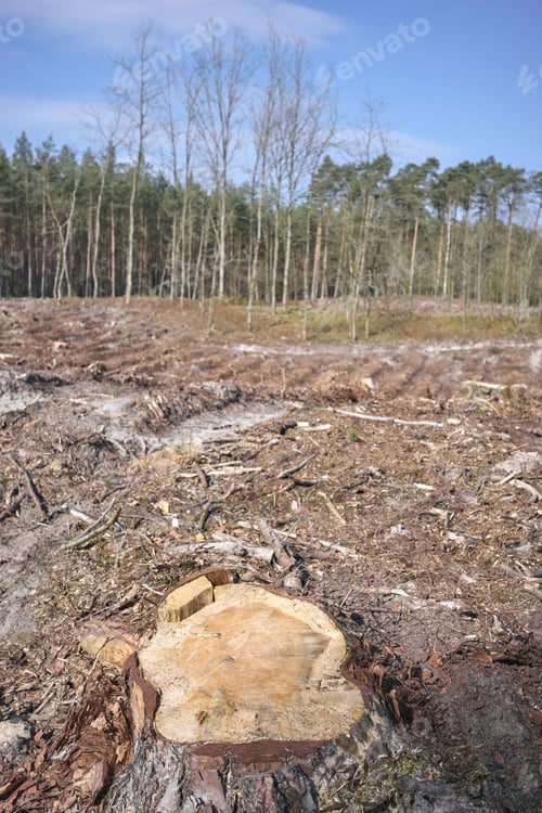 Preview: Photo of a tree stump, selective focus.