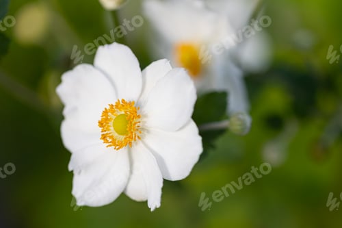 Preview: Close-up of a white Japanese anemone blossom (anemone hupehensis) with blurry background