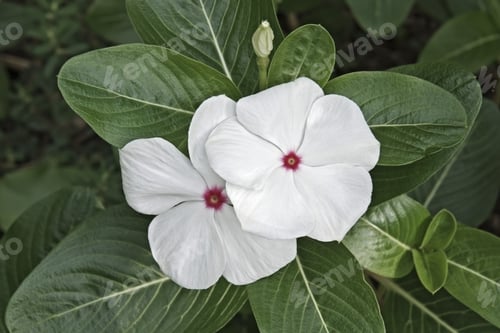 Preview: Madagscar Periwinkle (Catharanthus Roseus). Called Rosy Periwinkle And Vinca Also