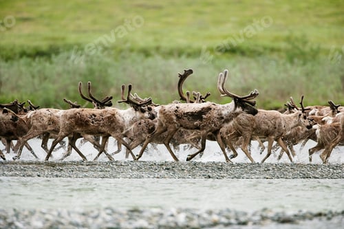 Preview: Caribou, Arctic National Wildlife Refuge, Alaska, USA