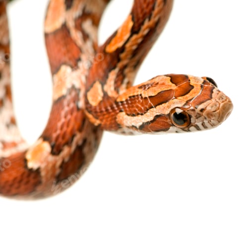 Preview: Corn Snake